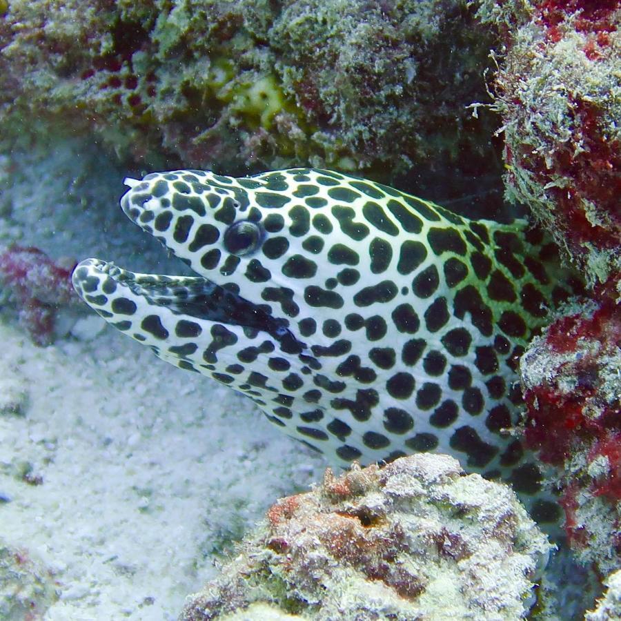 Wow Inn Keyodhoo Keyodhoo  Zewnętrze zdjęcie